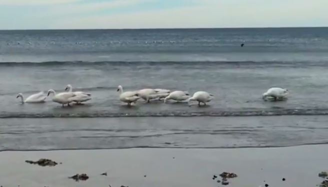Cisnes blancos sorprendieron en la costa de Rada Tilly