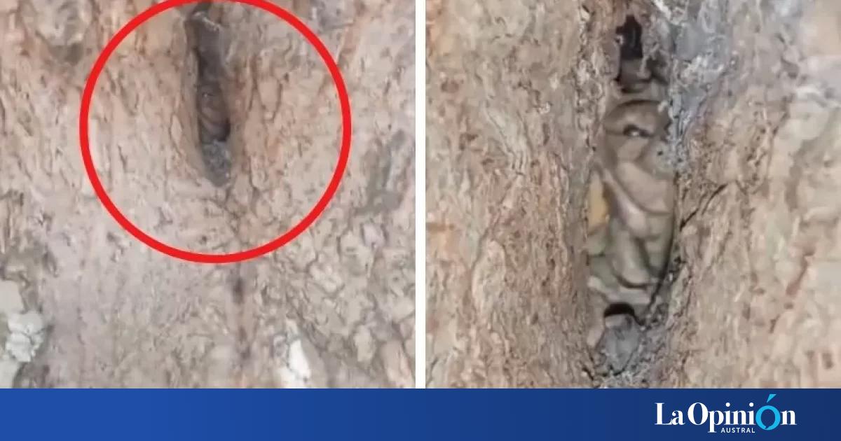 Córdoba: filmaron un supuesto duende en un árbol y se hizo viral