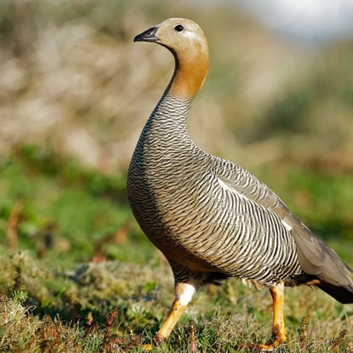 Cauquenes: Dos especies hermanadas, pero diferentes Cauquenes: Dos especies hermanadas, pero diferentes