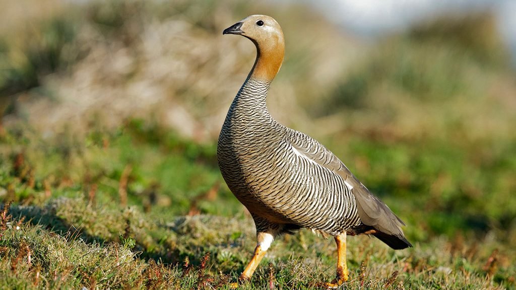 Cauquenes: Dos especies hermanadas, pero diferentes Cauquenes: Dos especies hermanadas, pero diferentes