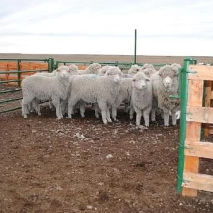 Aprobaron la nómina de beneficiarios del Programa Lanar para productores de la Patagonia