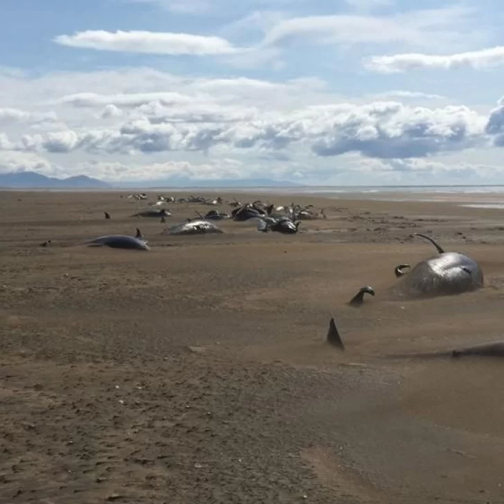 Encontraron más de 50 ballenas muertas en una playa