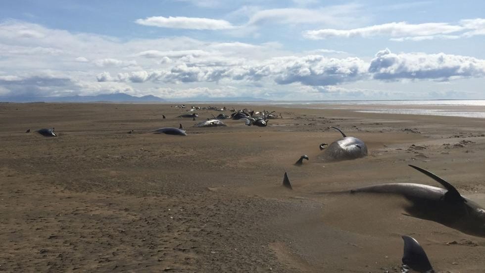 Encontraron más de 50 ballenas muertas en una playa