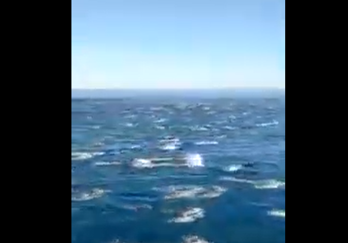 Video. Increíble espectáculo de cientos de delfines en la costa de Mar Chiquita
