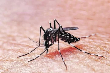 Dengue: se confirmó el primer caso en la provincia de Buenos Aires