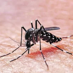 Llegan a 191 los casos de dengue en Santa Cruz