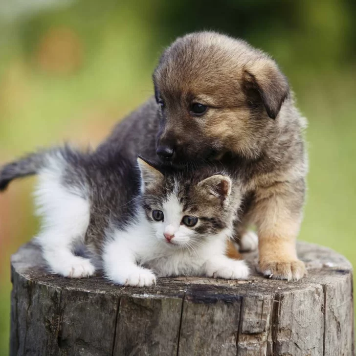 Por qué se celebra el Día del Animal todos los 29 de abril