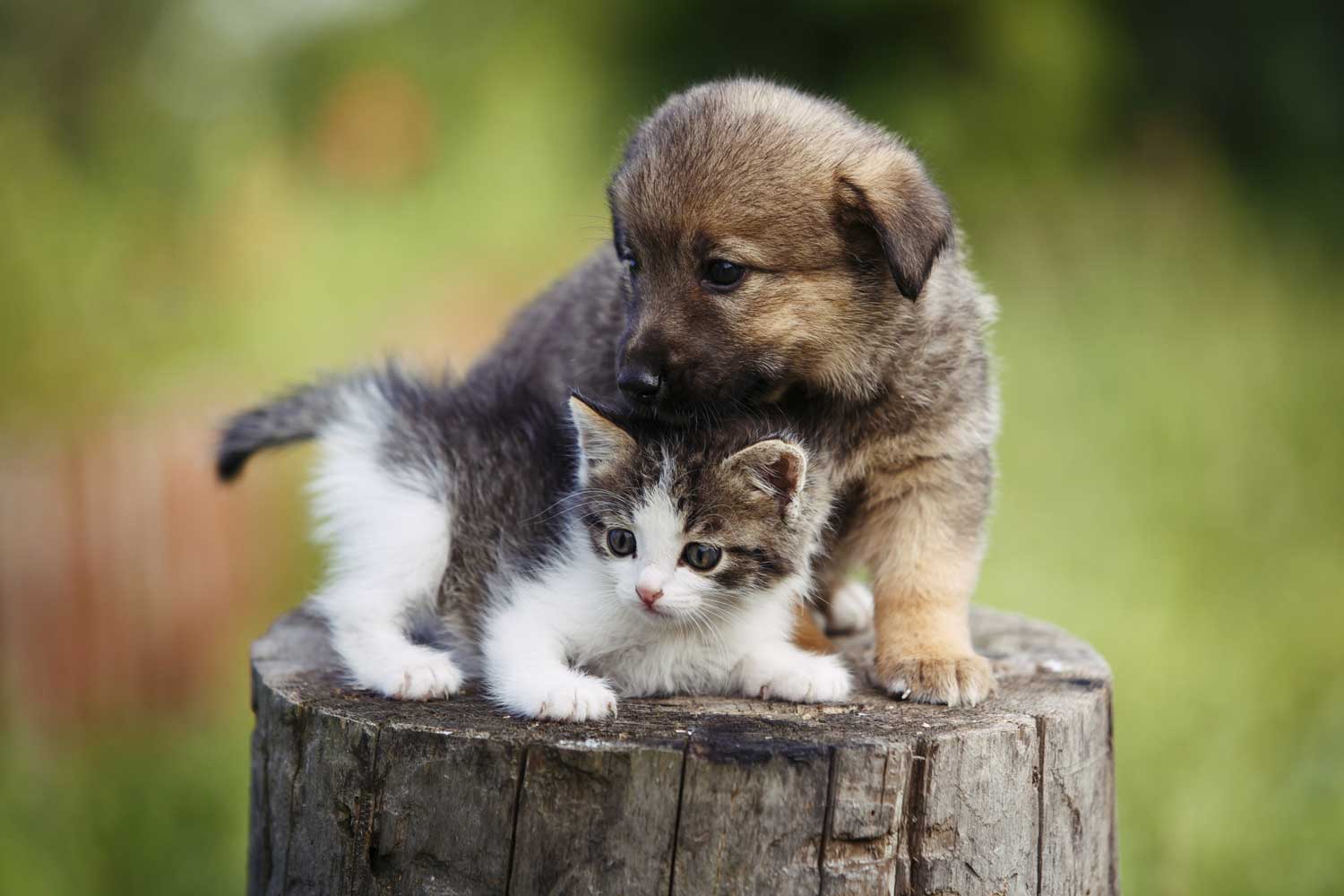 Por qué se celebra el Día del Animal todos los 29 de abril