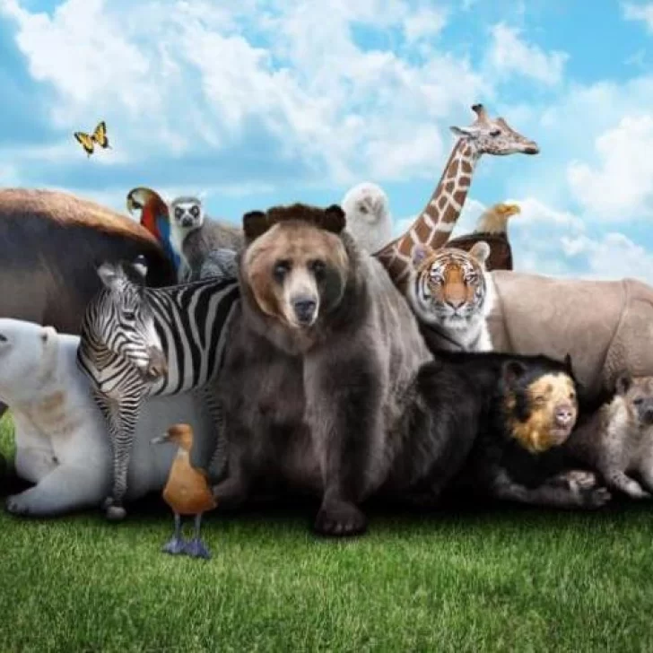 ¿Por qué se celebra el Día del Animal en todo el mundo? ¿Por qué se celebra el Día del Animal en todo el mundo?