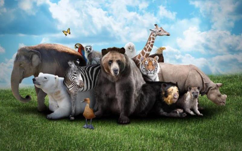 ¿Por qué se celebra el Día del Animal en todo el mundo? ¿Por qué se celebra el Día del Animal en todo el mundo?