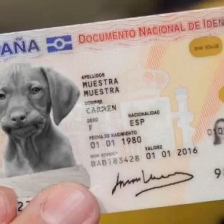 En España los perros y gatos deberán tener DNI En España los perros y gatos deberán tener DNI