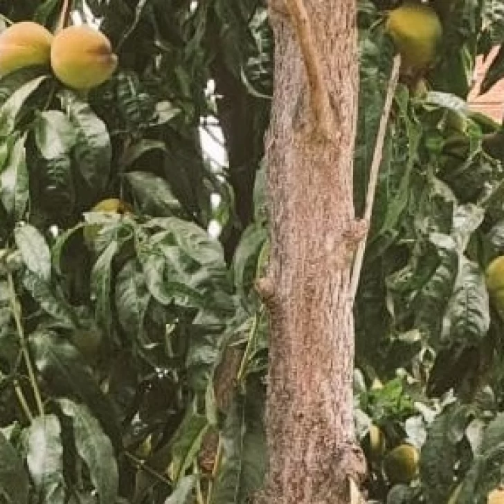 Robaban los duraznos de su árbol y les dejó un curioso consejo Robaban los duraznos de su árbol y les dejó un curioso consejo