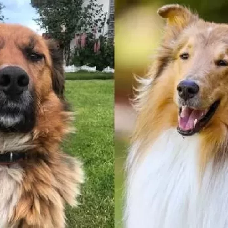 De perro a perro: Dylan saludó a Brownie, el nuevo perro presidencial de Chile De perro a perro: Dylan saludó a Brownie, el nuevo perro presidencial de Chile