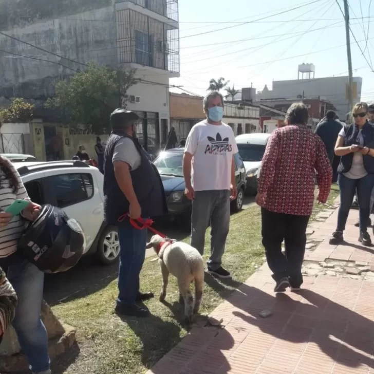 Elecciones en Corrientes: fue a votar acompañado por su oveja