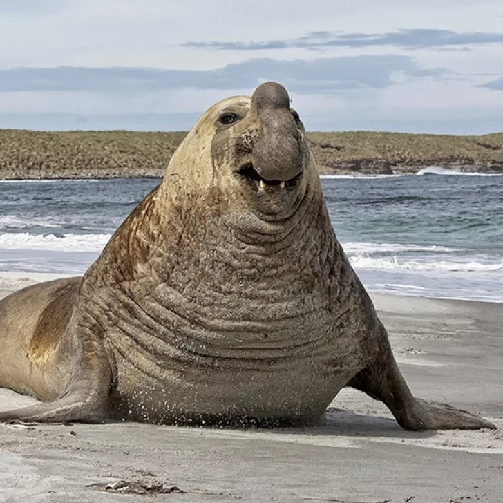 Alerta sanitaria: confirman caso de Gripe Aviar en un elefante marino en Chubut