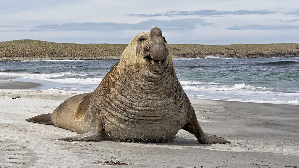 Alerta sanitaria: confirman caso de Gripe Aviar en un elefante marino en Chubut