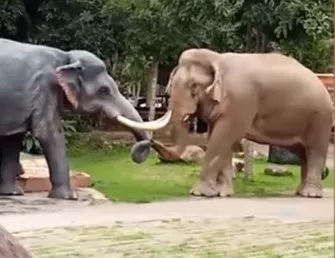 Video. ¿Por qué un elefante atacó una escultura?
