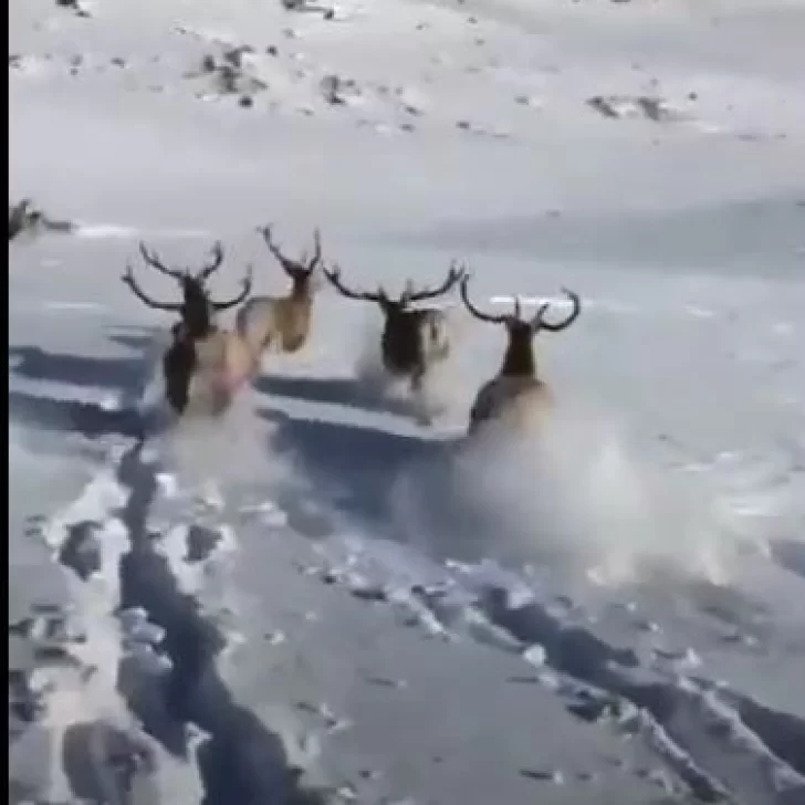 Increíble: esquiador se desliza por la nieve entre un grupo de ciervos