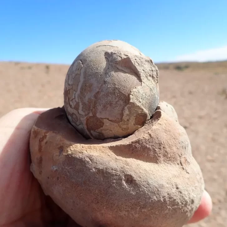 Así se ven los fósiles de dinosaurios encontrados en Santa Cruz