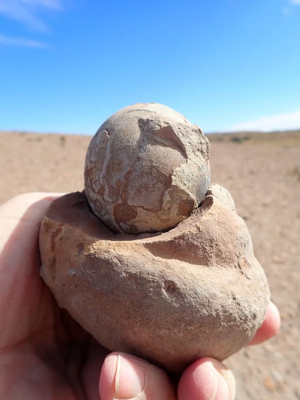 Así se ven los fósiles de dinosaurios encontrados en Santa Cruz