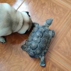 Apareció Franklin, el tortugo que “rompió la cuarentena”