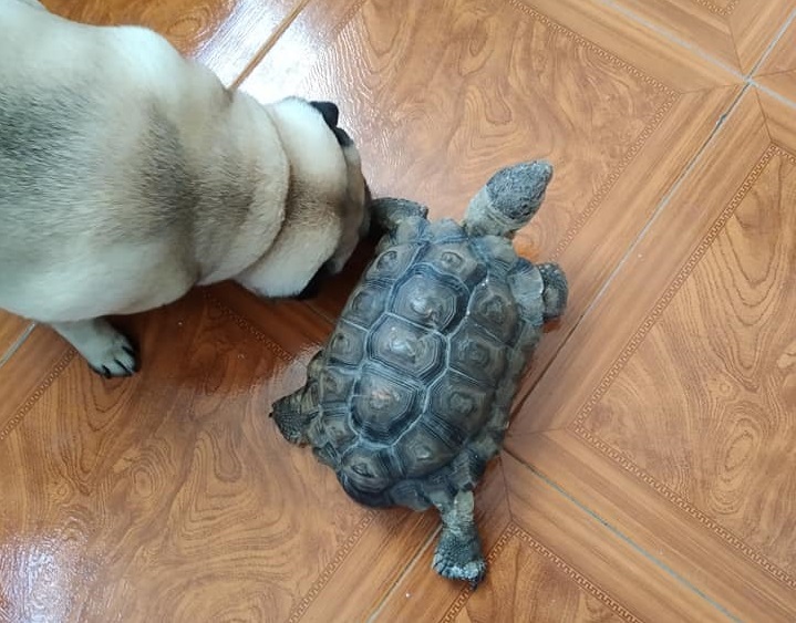 Apareció Franklin, el tortugo que “rompió la cuarentena”