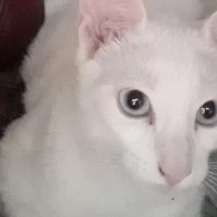Cadena solidaria por la gata Xelena: sigue sin aparecer y la salud de su dueña empeoró por la pérdida