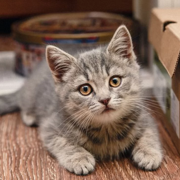 Este sábado 20 de febrero se celebra el Día Internacional del Gato: la verdadera razón