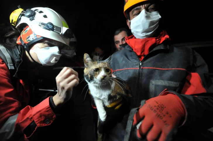 Video. Increíble: un perro rescató a un gato sepultado entre los escombros tras el terremoto en Turquía