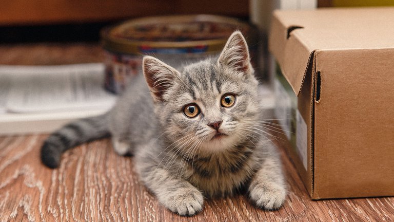 Este sábado 20 de febrero se celebra el Día Internacional del Gato: la verdadera razón