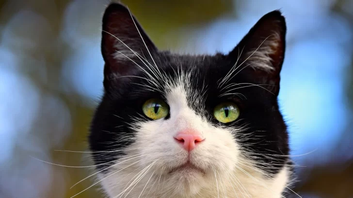 Video. Gato sobreprotector impide que un bebé trepe el balcón