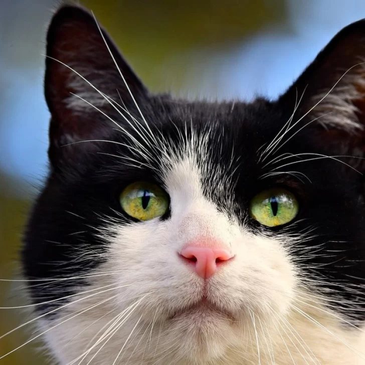 Video. Gato sobreprotector impide que un bebé trepe el balcón