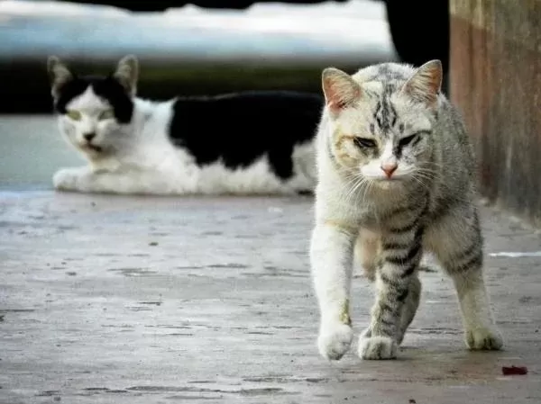 Una mujer de 33 años murió de rabia luego de ser mordida por un gato callejero