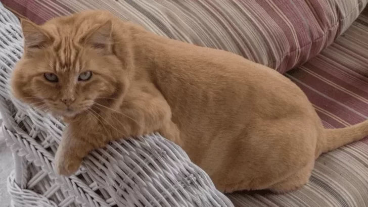 Video. Viral: su gato peleaba con una araña peluda y ocurrió lo peor