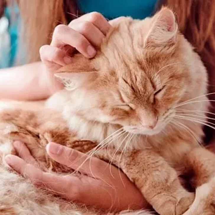 La mejor manera de acariciar un gato según la ciencia