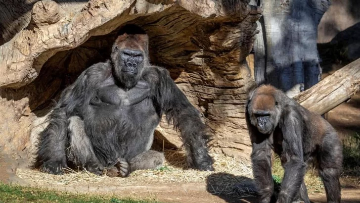 Dos gorilas de un zoológico de Estados Unidos tienen coronavirus