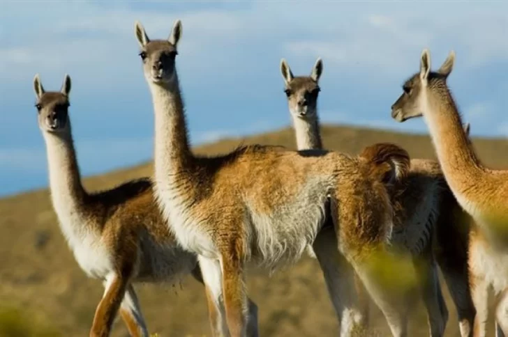 Dos vehículos impactaron contra guanacos en la Ruta Nacional 3 Dos vehículos impactaron contra guanacos en la Ruta Nacional 3