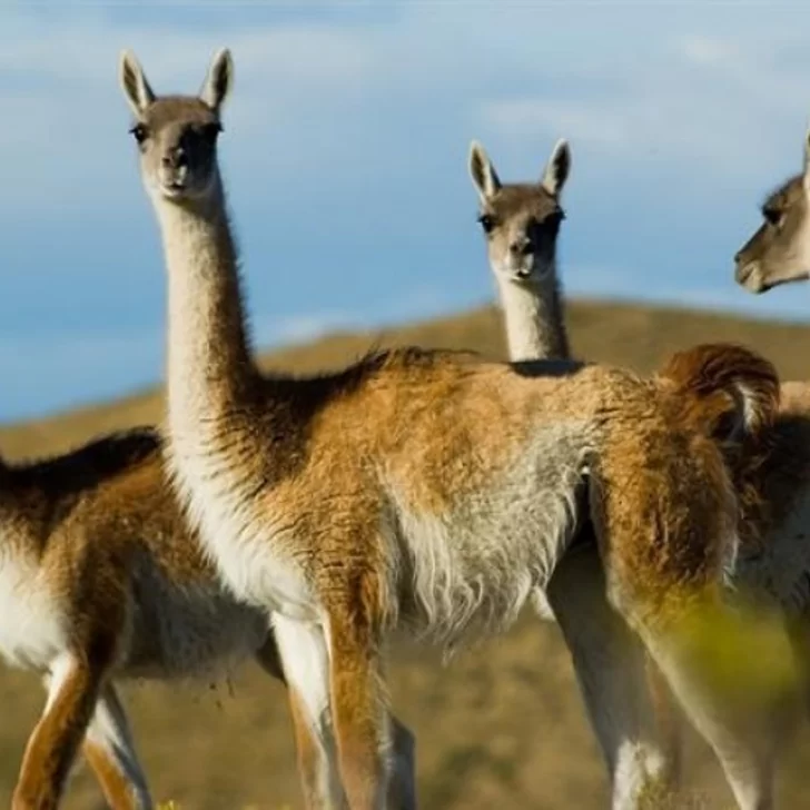 Avances del plan nacional  de manejo del guanaco