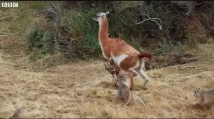 Video viral: La impresionante lucha por la vida entre un guanaco y una manada de pumas en la Patagonia