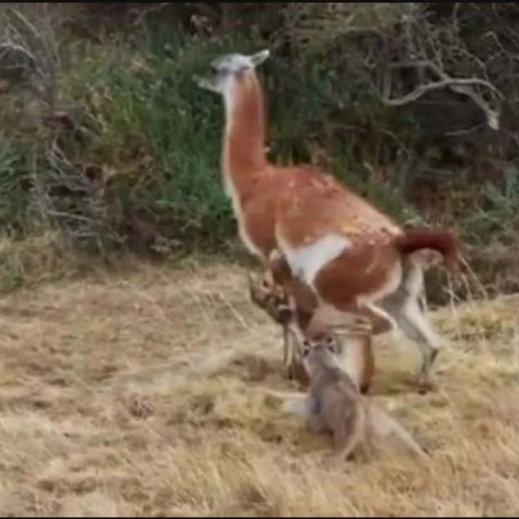 Video viral: La impresionante lucha por la vida entre un guanaco y una manada de pumas en la Patagonia