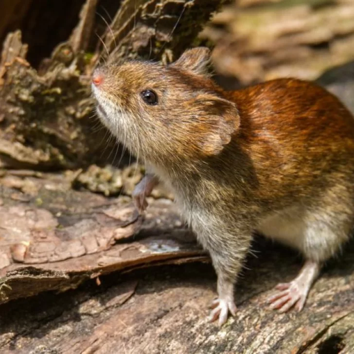 Una familia diezmada por el brote de Hanta virus en Epuyén Una familia diezmada por el brote de Hanta virus en Epuyén