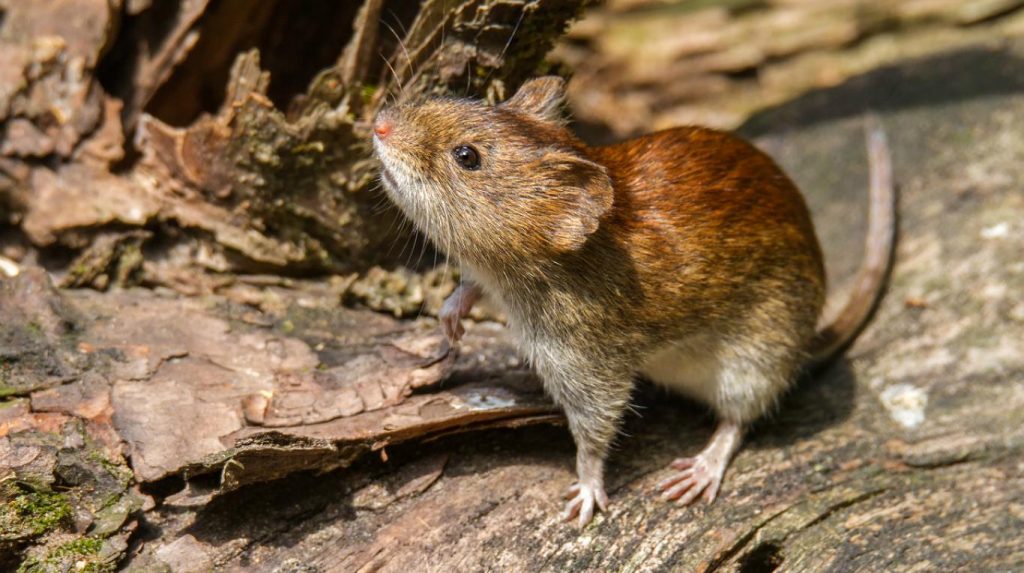 Una familia diezmada por el brote de Hanta virus en Epuyén Una familia diezmada por el brote de Hanta virus en Epuyén