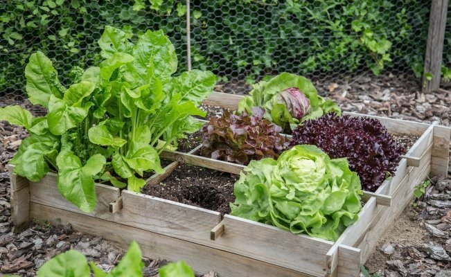 Precios locos: 9 pasos para construir una huerta en tu casa y tener tus propias verduras
