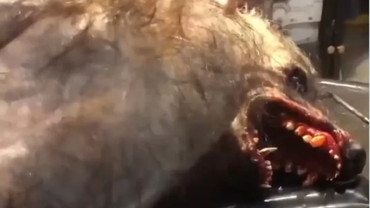 Video. Hombre lobo asesinado: toda la verdad detrás del video viral que asusta cada año