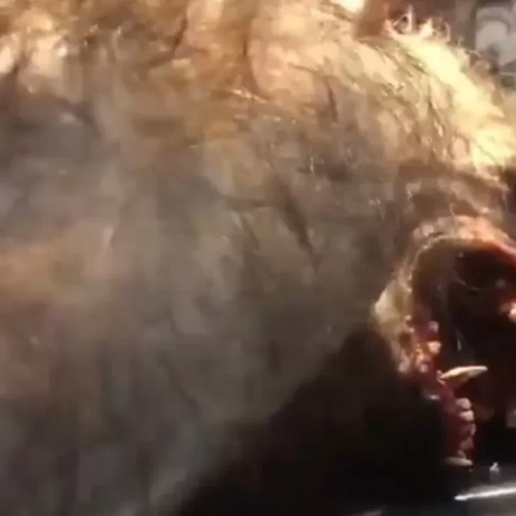 Video. Hombre lobo asesinado: toda la verdad detrás del video viral que asusta cada año Video. Hombre lobo asesinado: toda la verdad detrás del video viral que asusta cada año