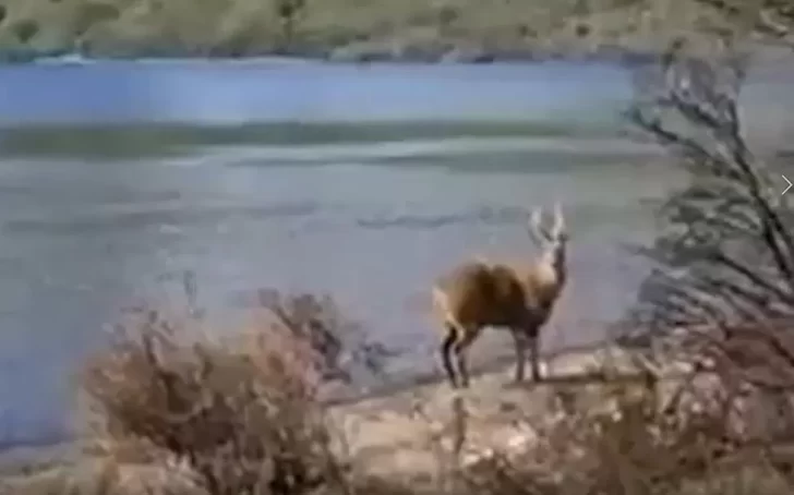 Video. En el aniversario de El Chaltén, un turista vio un huemul en Lago del Desierto