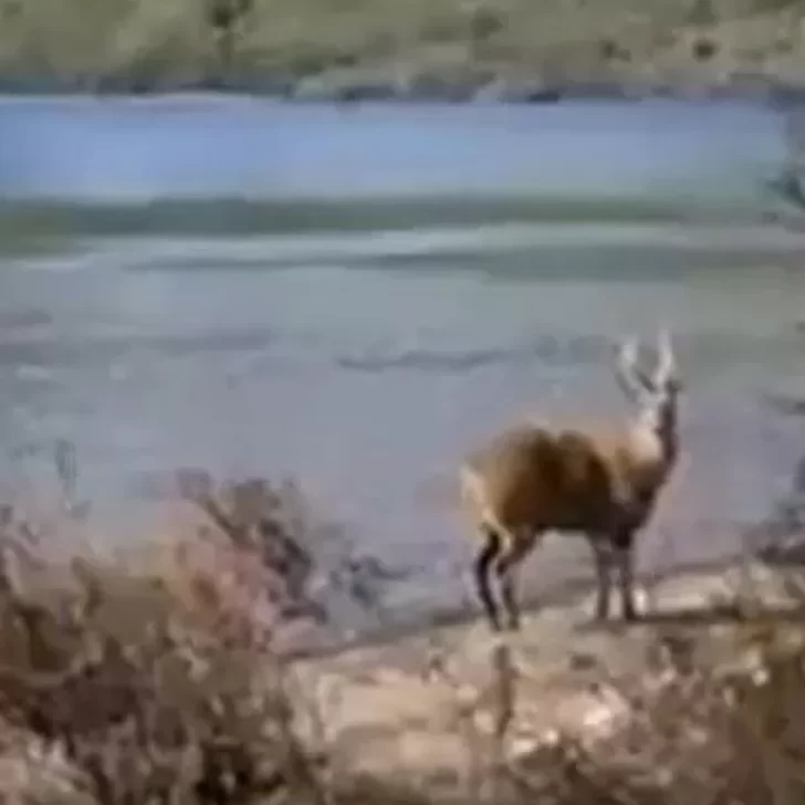 Video. En el aniversario de El Chaltén, un turista vio un huemul en Lago del Desierto