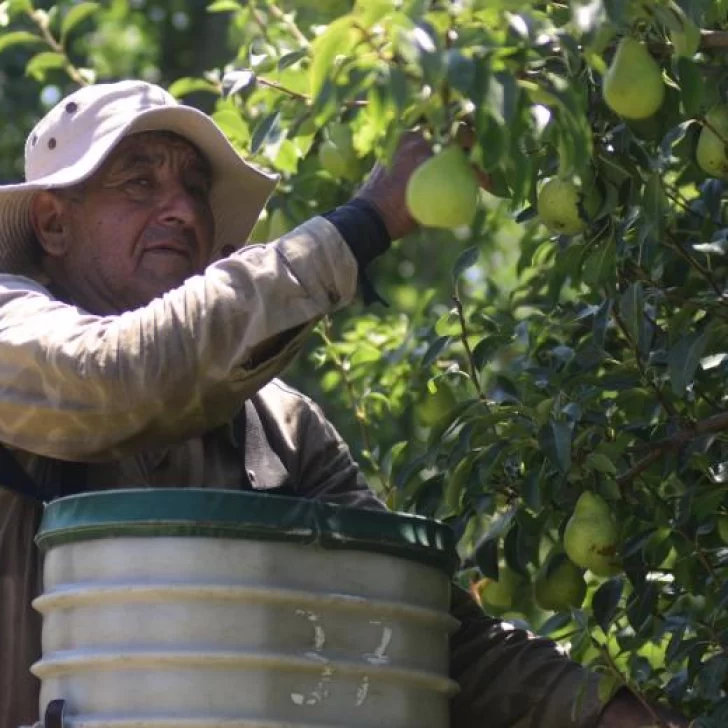 30.000 trabajadores golondrina llegan a Neuquén y Río Negro en plena pandemia 30.000 trabajadores golondrina llegan a Neuquén y Río Negro en plena pandemia