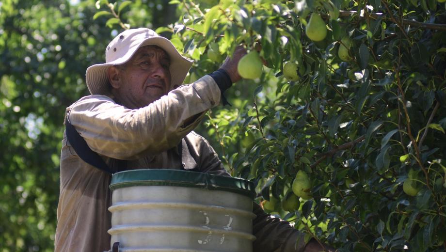 30.000 trabajadores golondrina llegan a Neuquén y Río Negro en plena pandemia 30.000 trabajadores golondrina llegan a Neuquén y Río Negro en plena pandemia