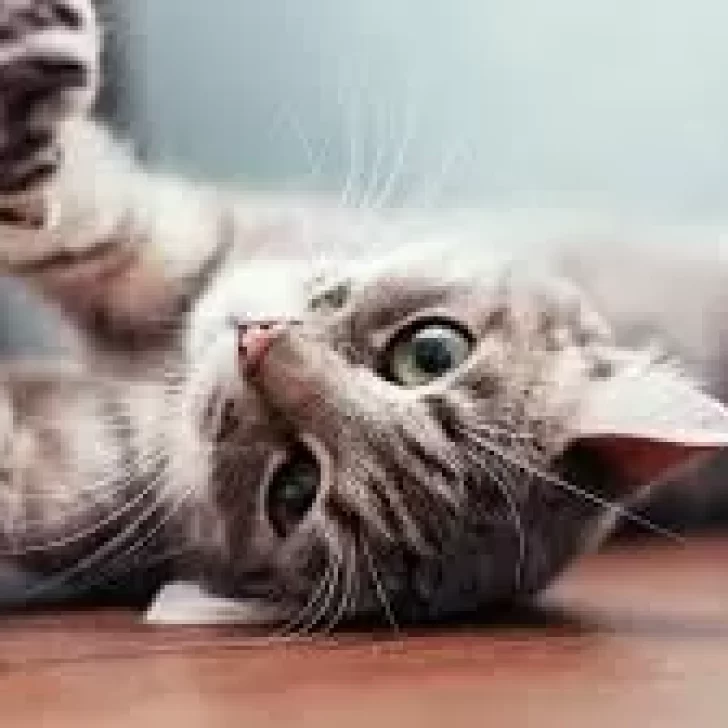 8 de agosto: ¿por qué hoy es el Día Internacional del Gato? 8 de agosto: ¿por qué hoy es el Día Internacional del Gato?